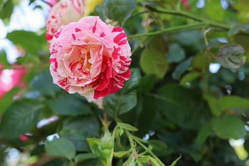 バラ園にて綺麗な薔薇を撮りました バラ園にて綺麗な薔薇を撮りましたの写真