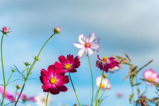 青空に映える赤いコスモスの花の写真