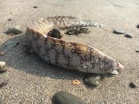 Photo, utsubo, beach, sea creatures, 