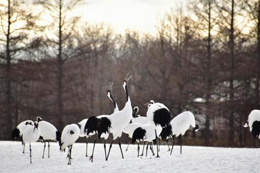 釧路のたんちょう タンチョウ,丹頂鶴,鶴の写真素材
