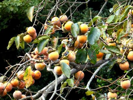 郊外にある民家の庭で鈴なりの柿の実 柿,実,木の写真素材