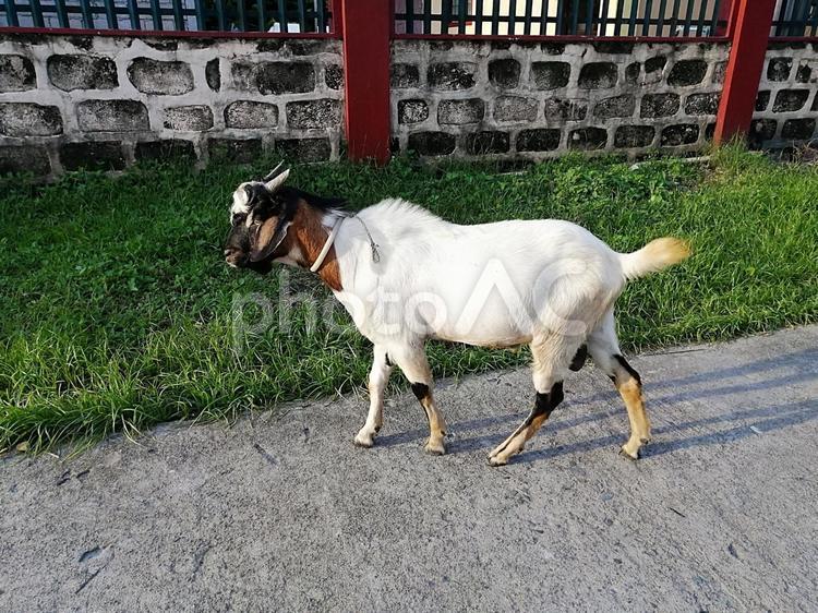 家畜の山羊/Goat　フィリピン 山羊,ヤギ,家畜の写真素材