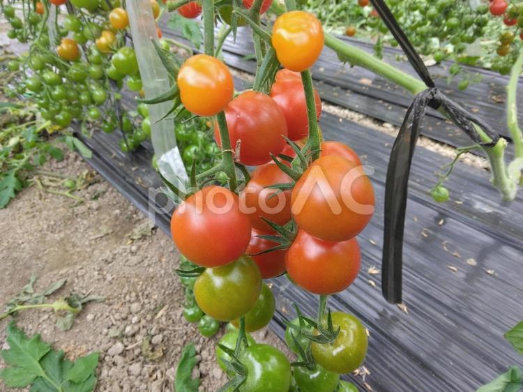 栽培中のミニトマト 栽培中,ミニトマト,野菜の写真素材