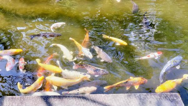 たくさんの錦鯉 たくさんの錦鯉 錦鯉,鯉,魚の写真素材