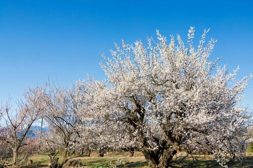 青空に映える満開の白梅 梅,白梅,梅の花の写真素材