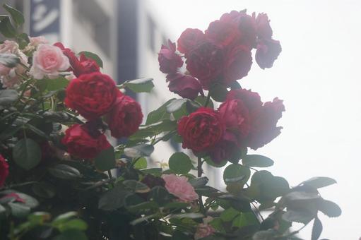 薔薇 薔薇の写真