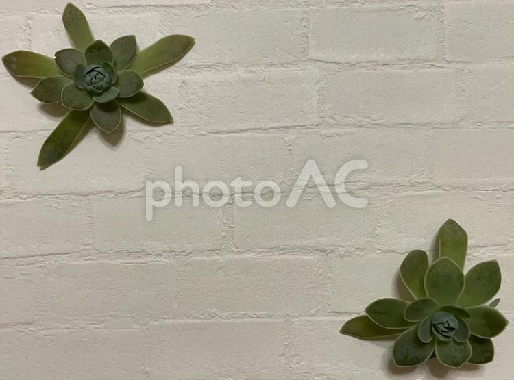 多肉植物のナチュラルフレーム3　壁紙　暗め ボタニカルフレーム,白壁,レンガの写真素材