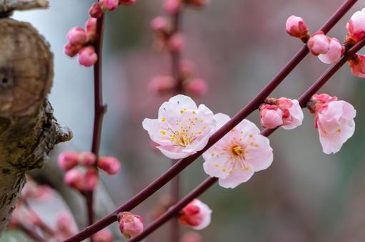 春を告げる梅の花 梅,花,春の写真素材