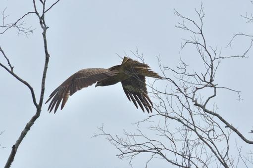 釧路湿原~トビ~ 釧路湿原~トビ~ トビ,野鳥,釧路湿原の写真素材