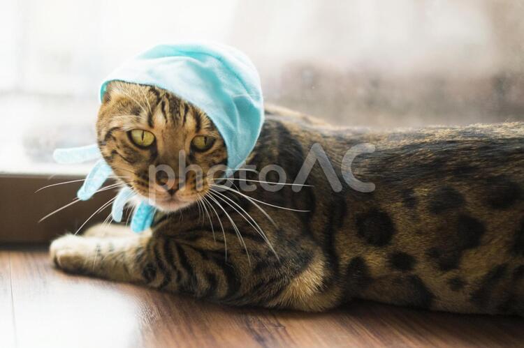 被り物をするベンガル猫_不機嫌 猫,ベンガル,ベンガル猫の写真素材