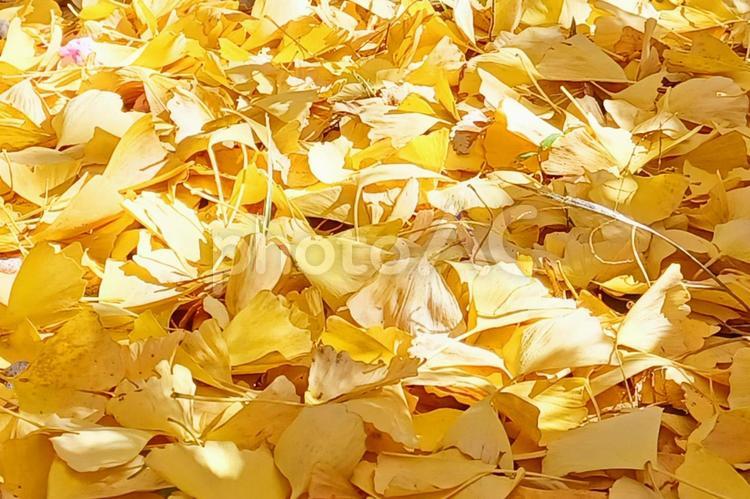 黄色く色づいたイチョウの落ち葉 秋,イチョウ,落ち葉の写真素材