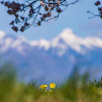 Dandelions under a big cherry tree, JPG