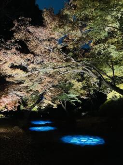 六義園ライトアップブルーポイント 秋の六義園,紅葉,庭紅葉の写真素材