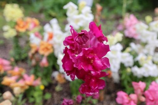 キンギョソウ(金魚草) キンギョソウ(金魚草)の写真