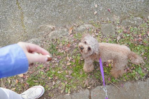 帶寵物在公園散步的婦女, 寵物, 玩具貴賓犬, 貴賓犬, JPG