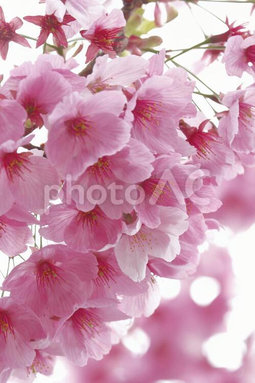 桜　ピンク　桃色　八重咲　密集　春の花 桜,さくら色,ピンクの写真素材