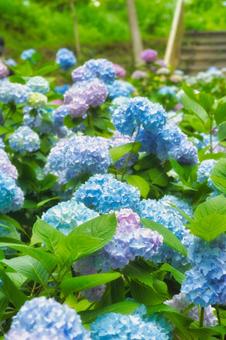 アジサイ 紫陽花 あじさい アジサイ 紫陽花 あじさいの写真