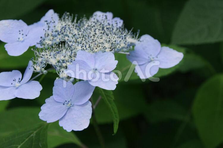 青色の紫陽花のクローズアップ ヤマアジサイ,アジサイ,紫陽花の写真素材