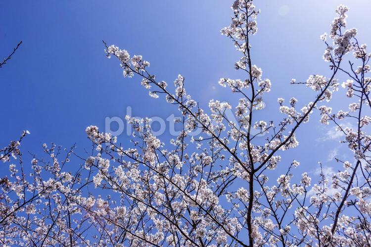 滝頭公園の桜18（田原市） サクラ,桜,田原市の写真素材