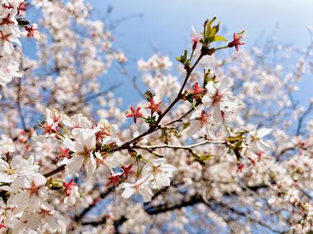 里の桜 01 桜,さくら,花の写真素材