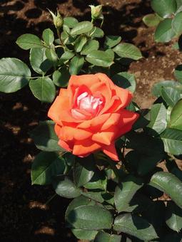 薔薇 薔薇の写真