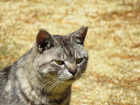 何かをジッと見つめる猫の顔 何かをジッと見つめる猫の顔 猫,動物,かわいいの写真素材