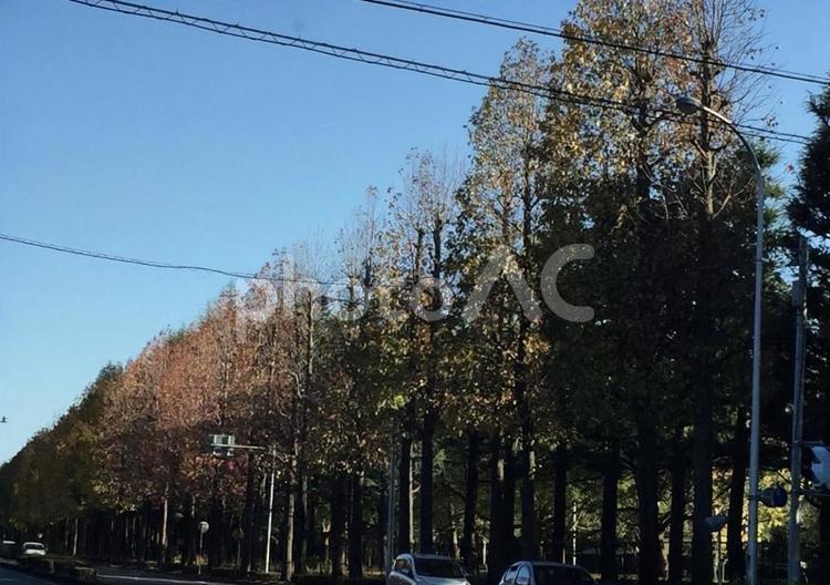 秋の街路樹 街並み,風景,秋の写真素材