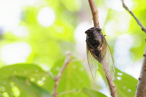 Cicada 3, JPG Cicada 3, JPG