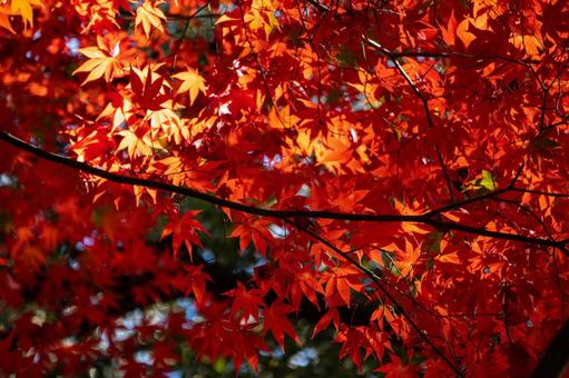 紅葉イメージ写真 紅葉イメージ写真の写真