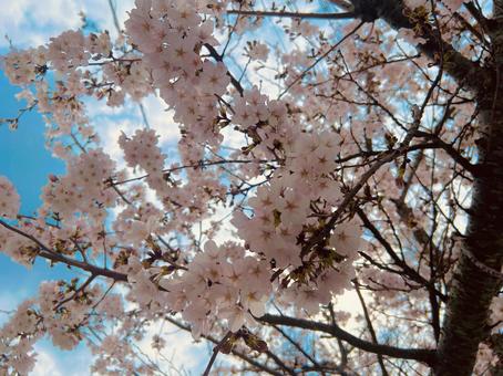 桜と空 春,自然,さくらの写真素材