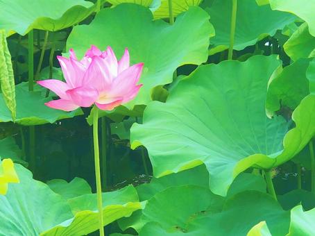 ハスの花 ハスの花の写真