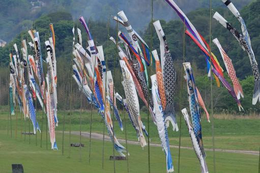 Photo, yoshinogawa, carp streamer, may, 