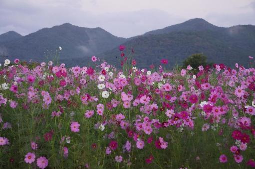 コスモス畑の写真