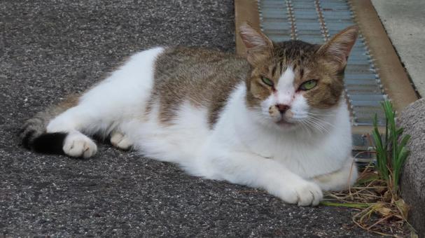 夕涼みでポーズを決めるもふもふな猫様 夕涼みでポーズを決めるもふもふな猫様 猫,キジシロ,寝そべるの写真素材