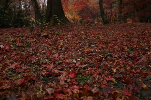 紅葉 もみじ,紅葉,山の写真素材