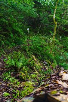 登山道 林道,山道,シダの写真素材