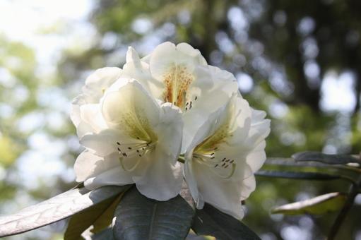 Azalea, JPG