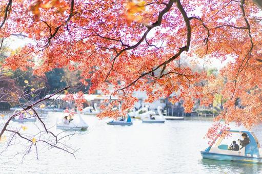 紅葉 紅葉の写真