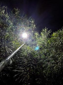 街灯に照らされた茂みの写真