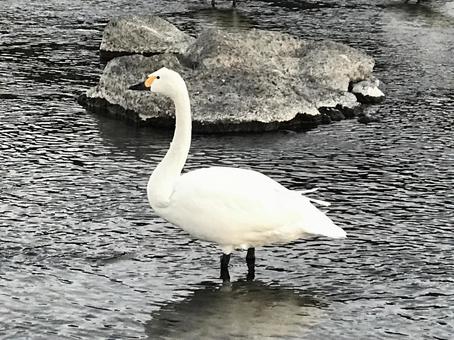 白鳥 白鳥の写真