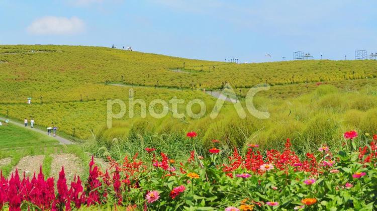 ひたち海浜公園・初秋のコキア＆秋の花々 初秋,国営ひたち海浜公園,色づくの写真素材