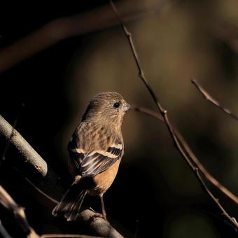 ベニマシコ♀の写真