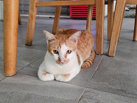 カンボジアのイタリアンレストランの三毛猫の写真