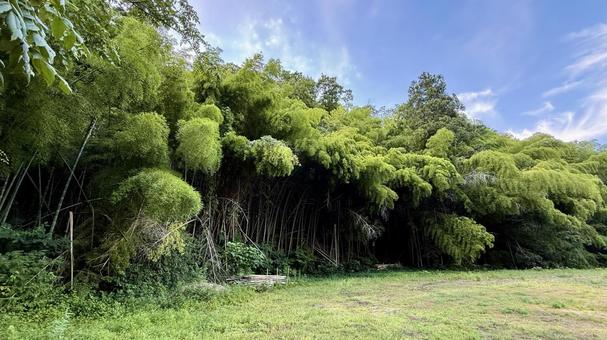 放置竹林 放置竹林 竹林,放置,ボサボサの写真素材