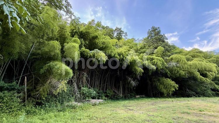 放置竹林 竹林,放置,ボサボサの写真素材
