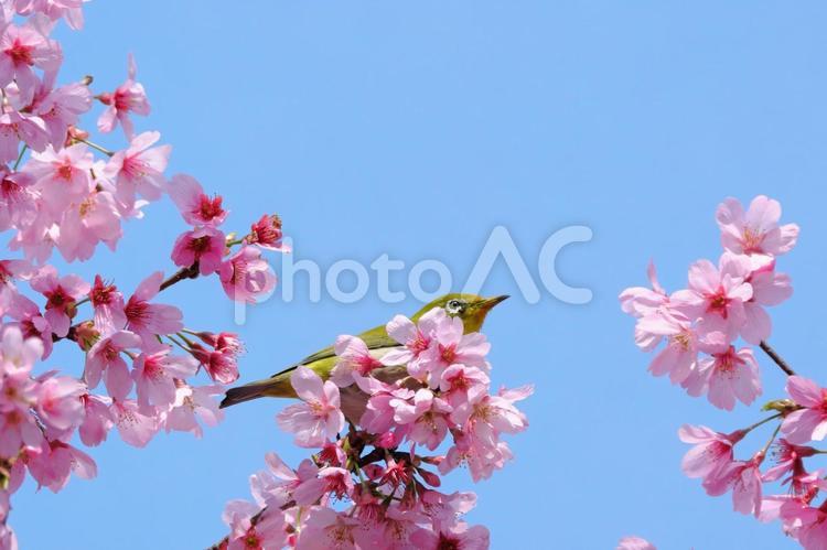 ピンクの桜とメジロ５　青空背景 桜,メジロ,花の写真素材