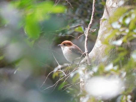 A wild bird, a shrike, perched on a branch, mos, wild bird, japanese wild birds, JPG