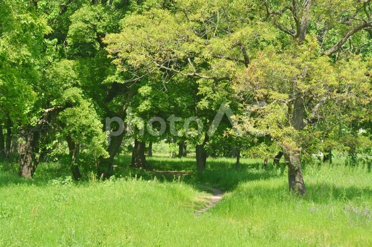 癒しの新緑 新緑,壁紙,アウトドアの写真素材