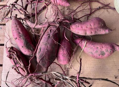 採れたてのサツマイモ 採れたてのサツマイモ サツマイモ,野菜,採れたての写真素材