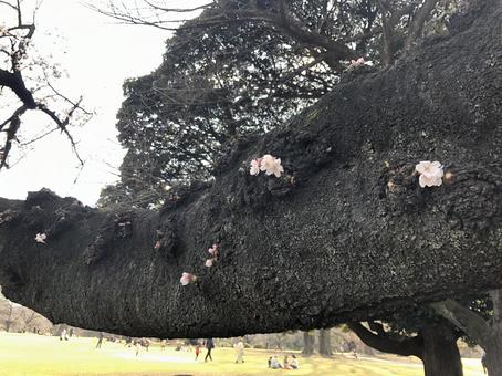 さくら さくらの写真